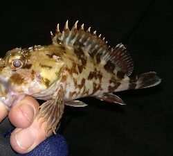 ナイトアジング