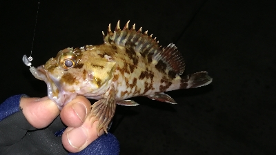 ナイトアジング