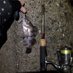 好釣果も災難な釣行