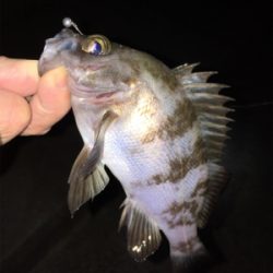 数釣りメバリング