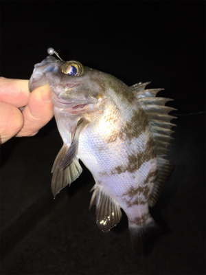 数釣りメバリング