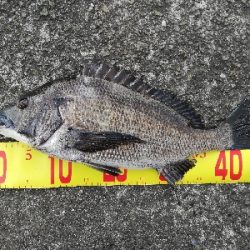 ヘチチヌ立て続けヒット