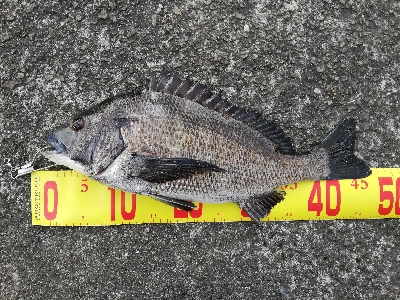 ヘチチヌ立て続けヒット