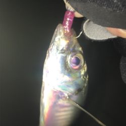 寒くなってもアジング