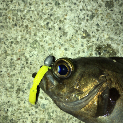 タチウオ終わり！メバル好調！