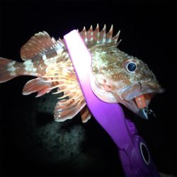 アジングなのに!!