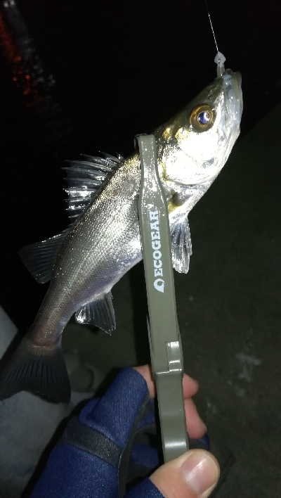 ナイトアジング