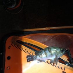 そろそろメバリング