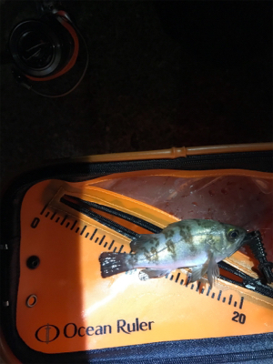 そろそろメバリング