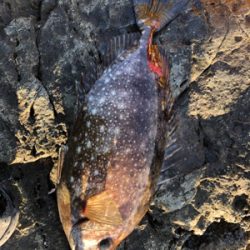 地磯でフカセ♪