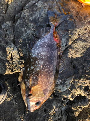 地磯でフカセ♪