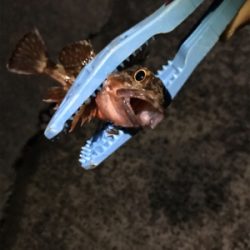 樋島メバリング