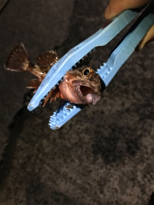 樋島メバリング