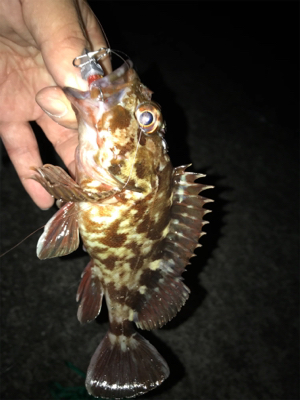 ライトワインドに初挑戦