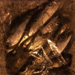 アジングのはずが。。。