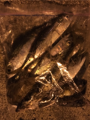 アジングのはずが。。。