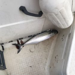 今年最後のマイボート 釣行