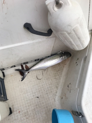 今年最後のマイボート 釣行