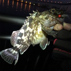 大阪湾奥アジング キビレ…ガシラ…タケノコノコ♪