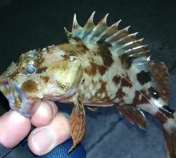 ナイトアジング