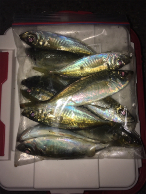 久しぶりのアジング〜