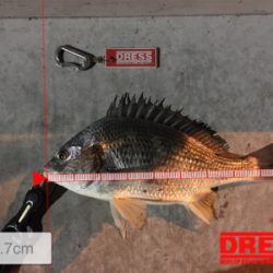 タイリクスズキとキビレ