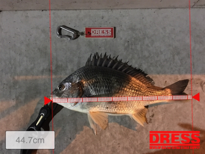 タイリクスズキとキビレ