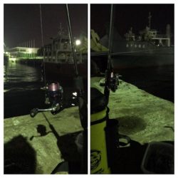 ヒイカ+ミミイカ釣り(^^)