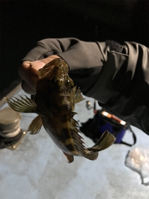 樋島ランガン虫ング