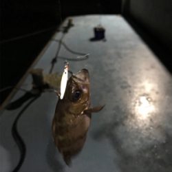 樋島ランガンリベンジ