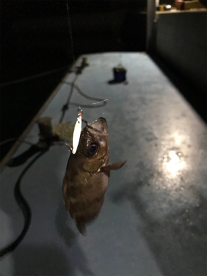 樋島ランガンリベンジ