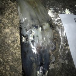 雰囲気は良かったのに…劇渋ヒイカ釣り(><)