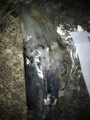 雰囲気は良かったのに…劇渋ヒイカ釣り(><)