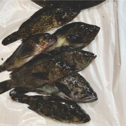 メバリング サイズアップ!