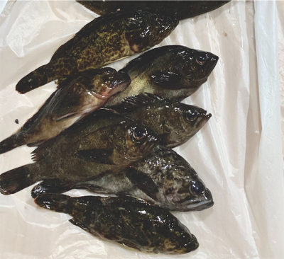 メバリング サイズアップ!