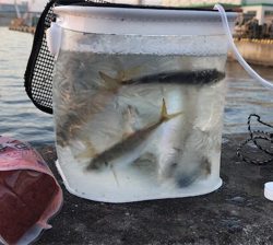 魚種限定解除！