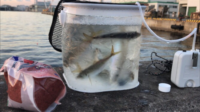 魚種限定解除！