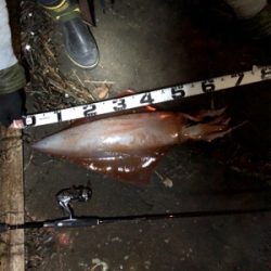 まさかのアカイカ釣れました