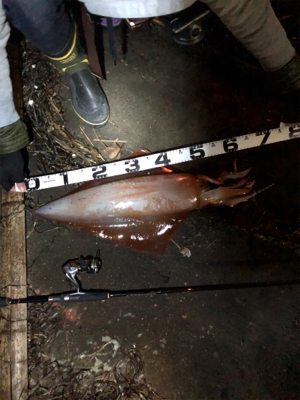 まさかのアカイカ釣れました