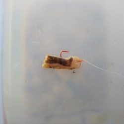 飲ませ不発、サヨリ良い感じ。