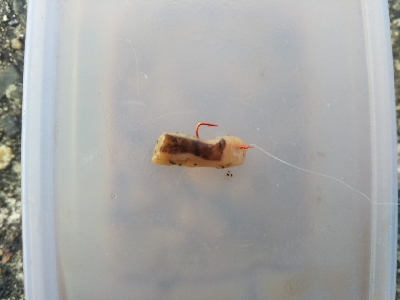 飲ませ不発、サヨリ良い感じ。