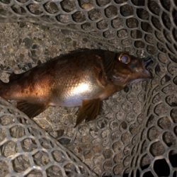 メバルプラッキング