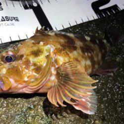 カサゴ活性高し