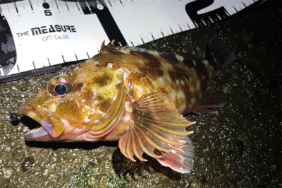 カサゴ活性高し