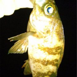 メバリンガー1815〜1925