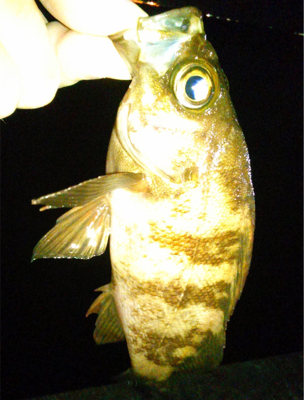 メバリンガー1815〜1925