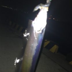 寒さも緩んで今年最期のタッチポン陸