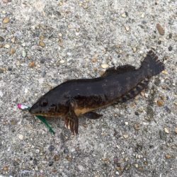 メバルデイゲーム