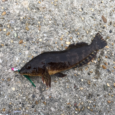 メバルデイゲーム