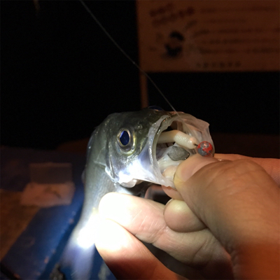 大阪湾奥アジング 五目達成